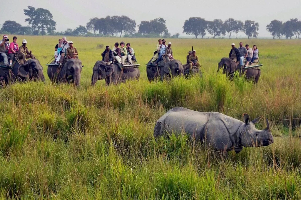 north east adventure kaziranga assam elephant safari 